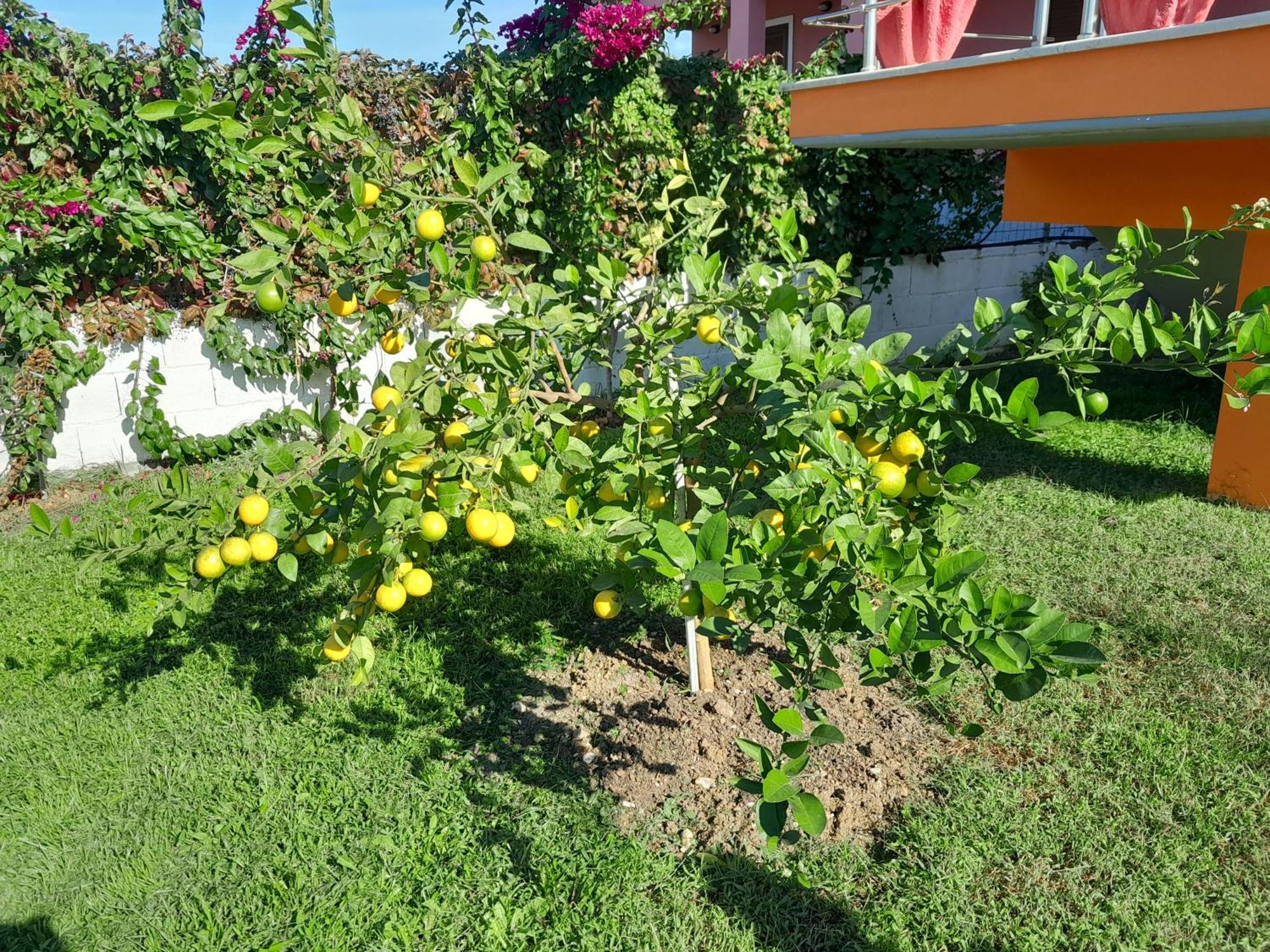 Villa Orange Влёра Номер фото
